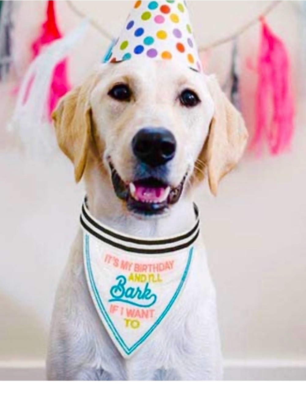 🆕-Santa Barbara Design-Pet Bandana-"It's My Birthday And I'll Bark If I Want To"